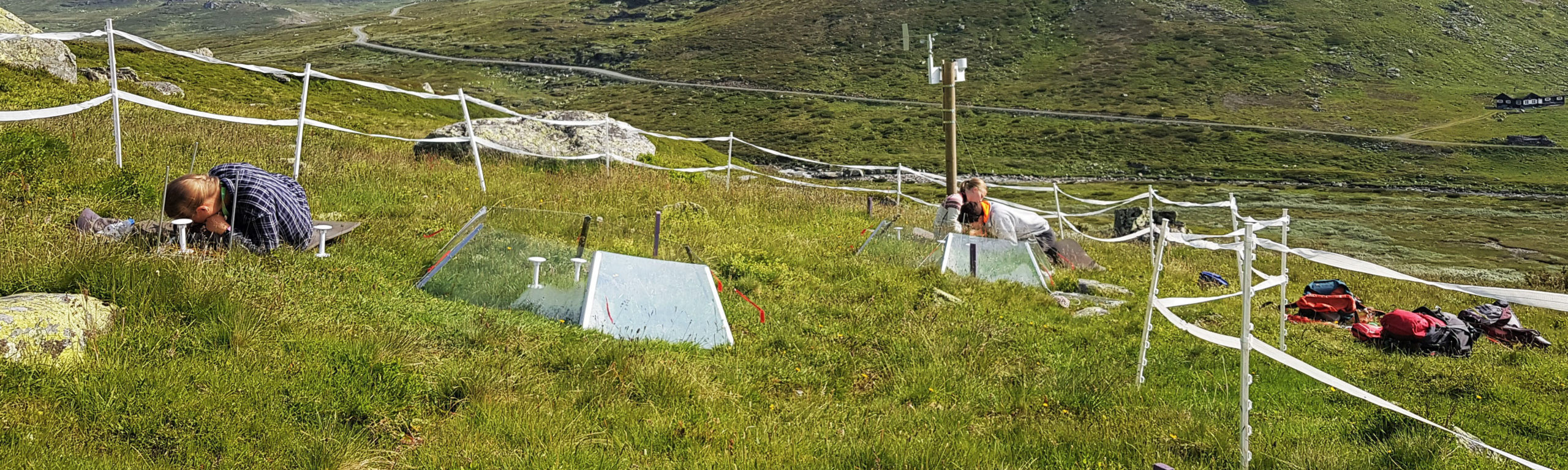 Feltbiologane studerar følgjene av klimaendringar på fjellplanter.