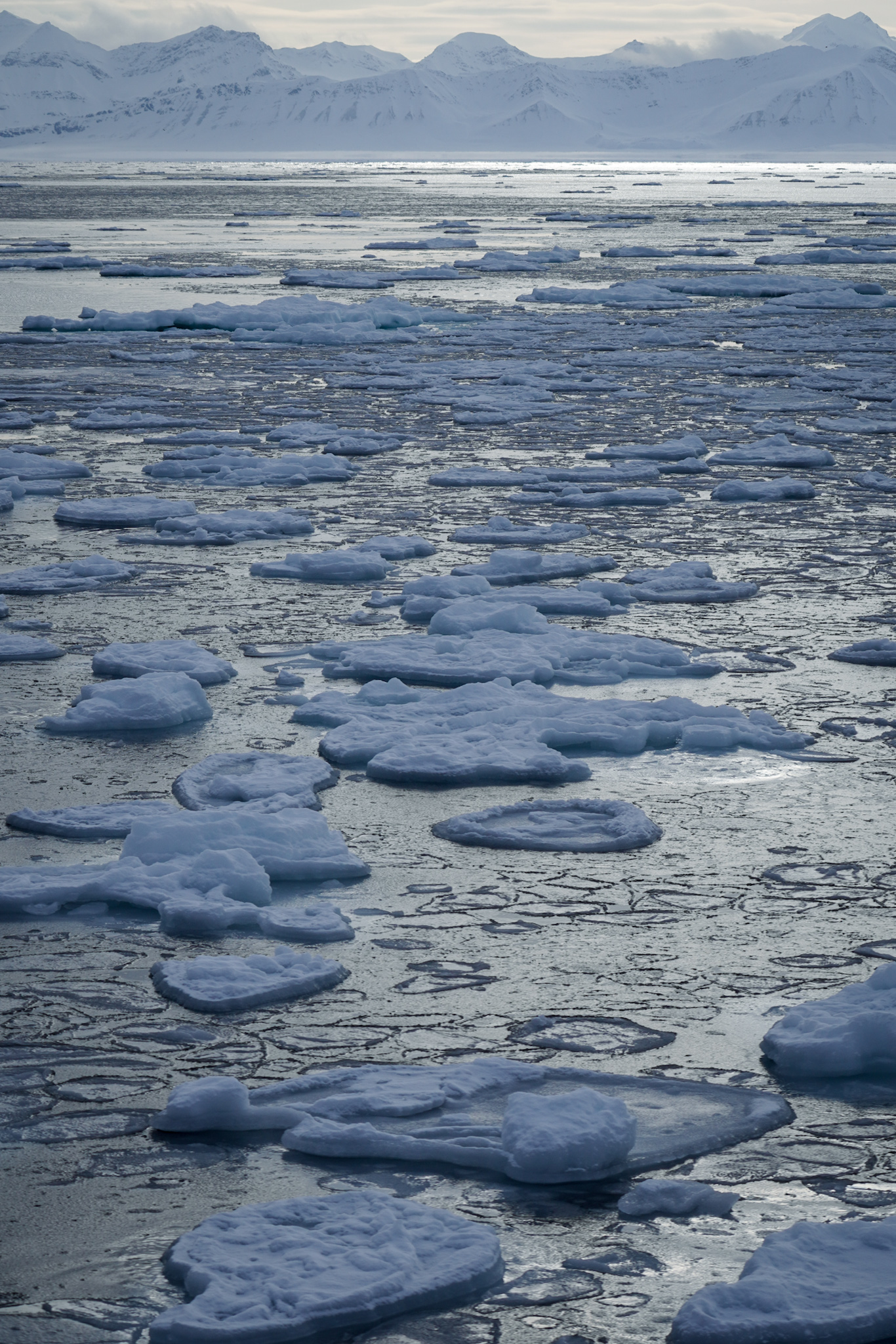 Pancake sea ice