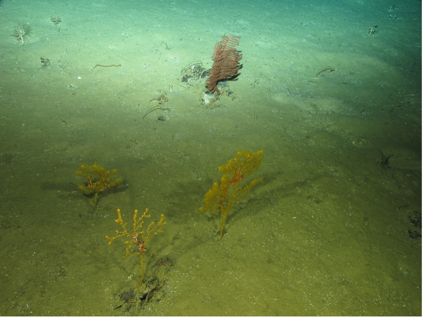 Sea floor