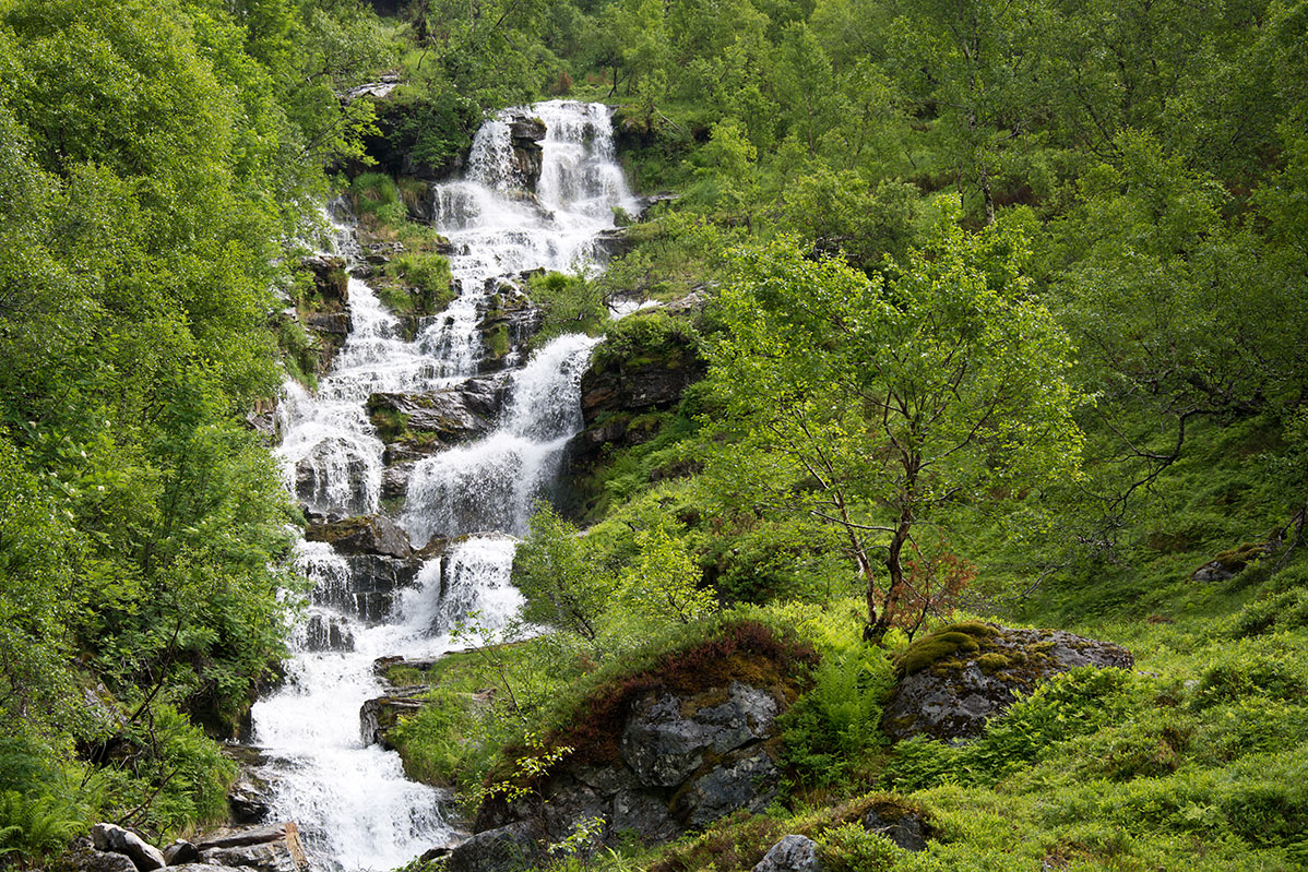 Bjørkeskog