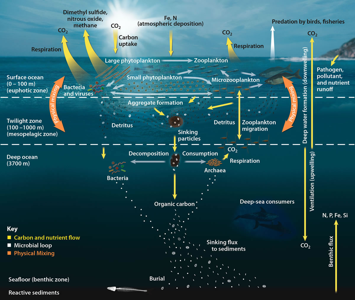 Ocean food web