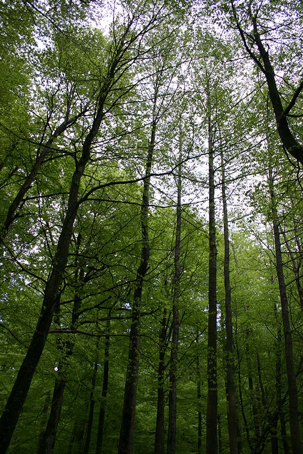 Bøkeskog ved Larvik